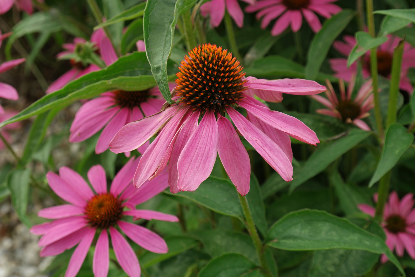 echinacea for immune